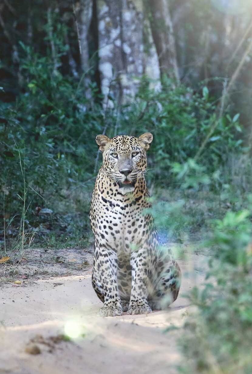 JUNGLES AND NATIONAL PARK
