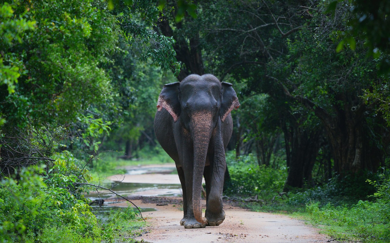 udara karunarathna ihwt8dqk6gm unsplash