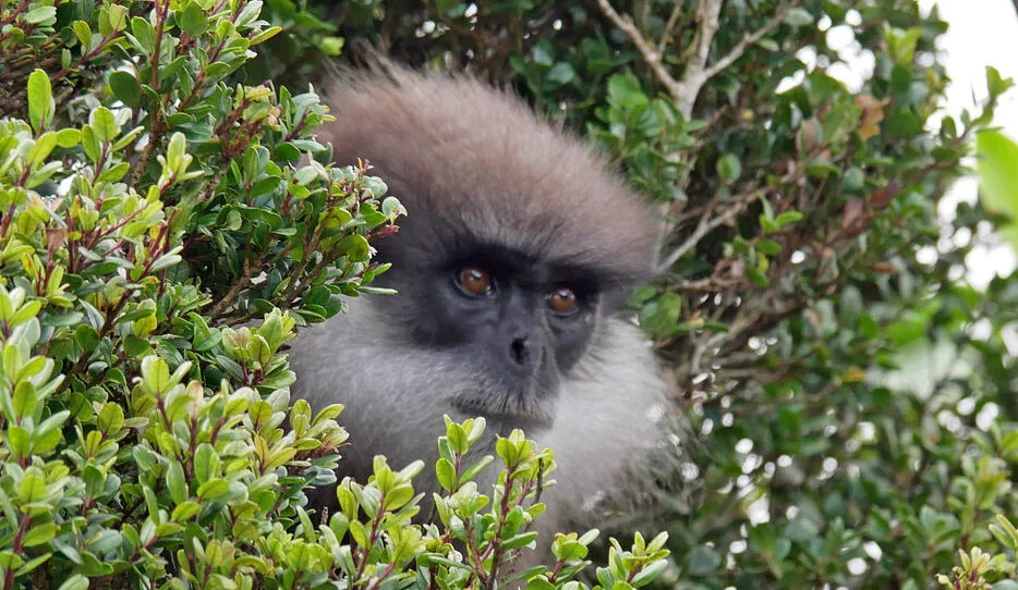 horton plain monkey e1736491641391