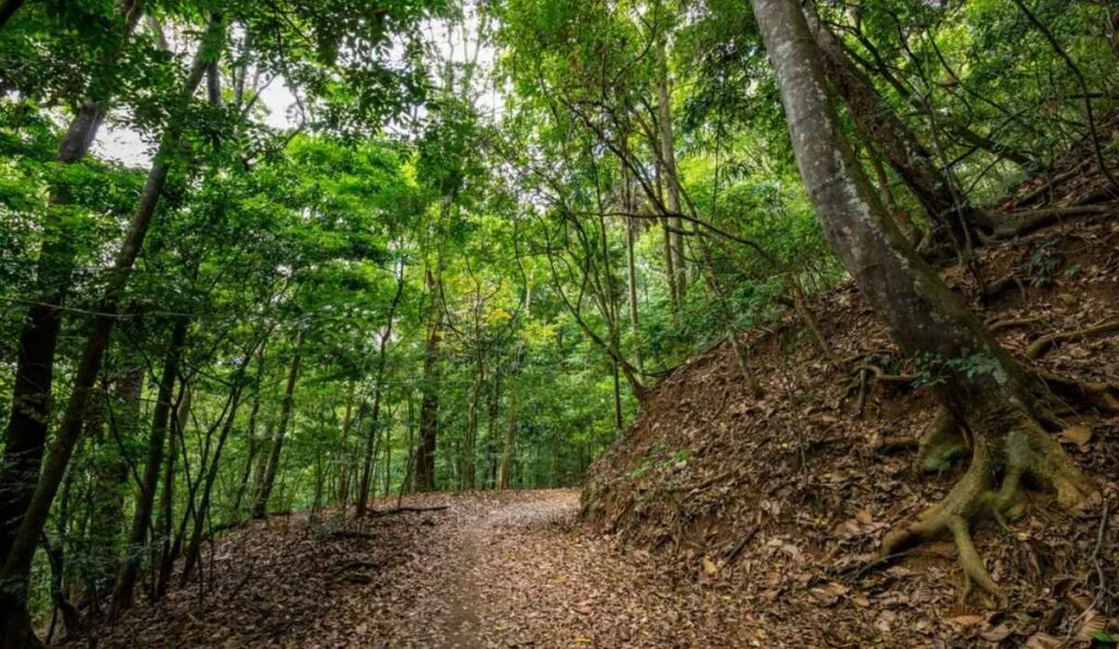 udawatta kele sanctuary e1736491072148 1024x594