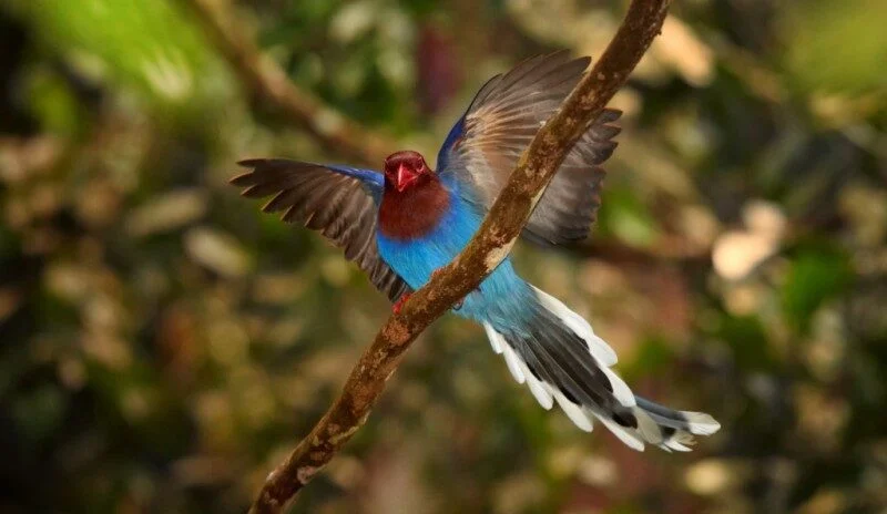bird watching sinharaja 1024x768 1 e1736490870859