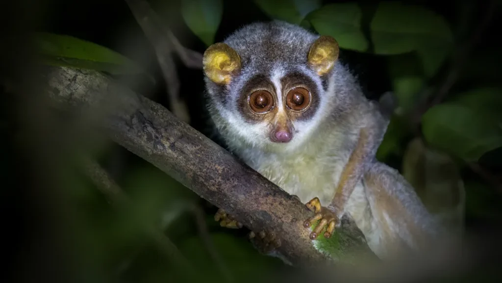 grey slender loris pophams arboretum sri lanka 1024x640 1 e1737096461886